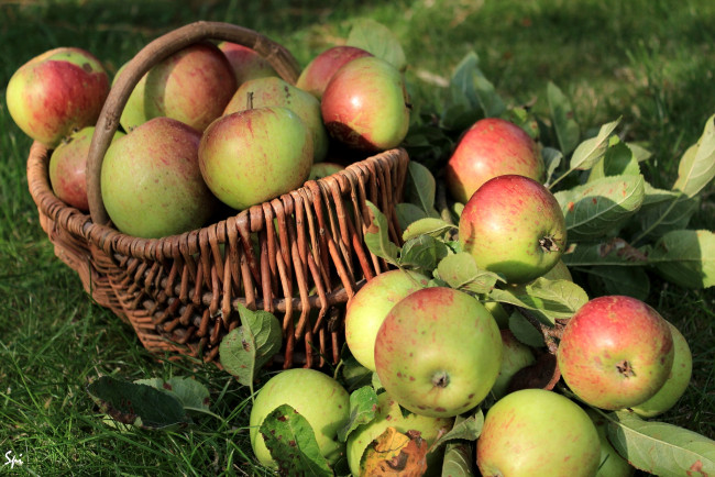 Обои картинки фото еда, Яблоки, корзина, плоды