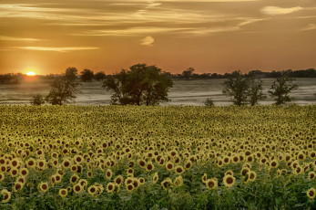 Картинка природа восходы закаты утро заря поле туман подсолнухи
