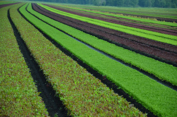 Картинка природа луга поле зелень полосы