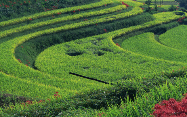 Обои картинки фото природа, поля, цветы, ярусы, кольца, круги, трава, зелень, поле