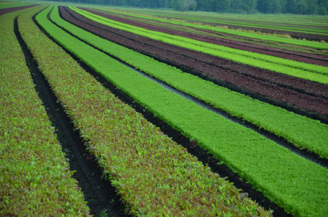 Обои картинки фото природа, луга, поле, зелень, полосы