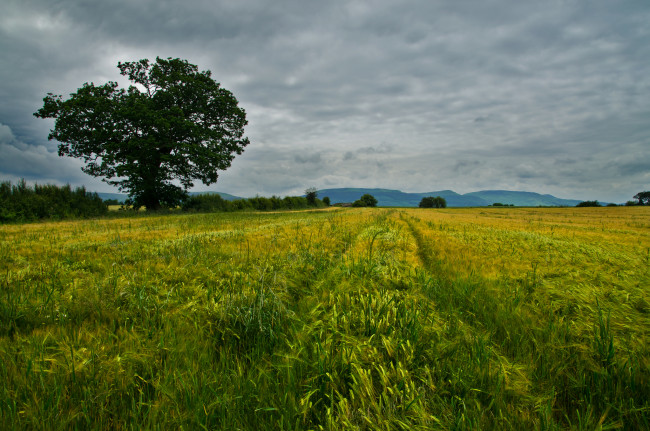 Обои картинки фото природа, поля, поле, рожь, деревья, тучи