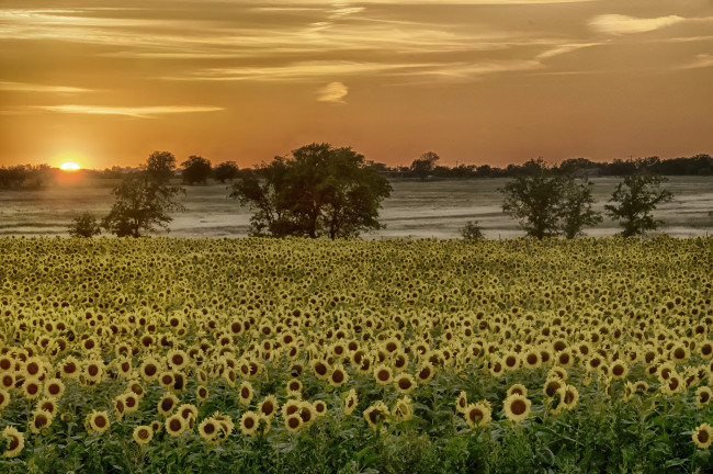 Обои картинки фото природа, восходы, закаты, утро, заря, поле, туман, подсолнухи