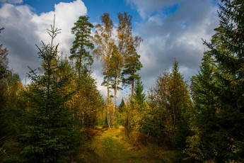 Картинка природа лес прогалина