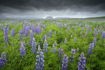 Картинка природа луга поле трава цветы