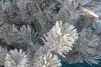 Картинка природа зима иней хвоя ветки