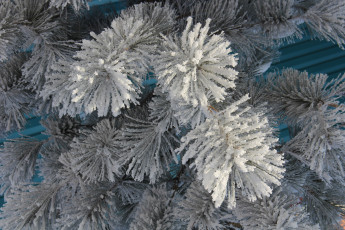 Картинка природа зима ветки хвоя иней