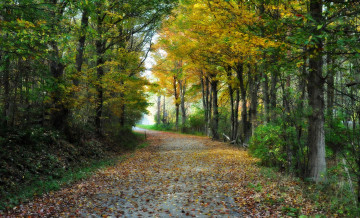 Картинка природа дороги листва тракт лес