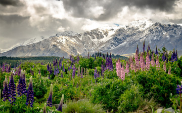 Картинка природа луга цветы горы