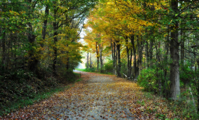 Обои картинки фото природа, дороги, листва, тракт, лес