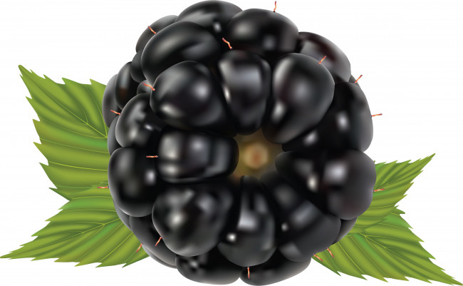 Обои картинки фото векторная графика, еда, фон, листья, ежевика