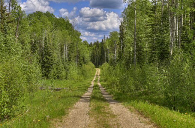 Обои картинки фото природа, дороги, тракт, лес