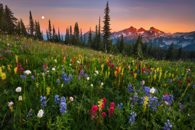 Обои картинки фото природа, луга, цветы, трава, луг, горы