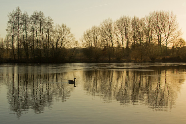 Обои картинки фото природа, реки, озера, деревья, озеро, вечер, гусь