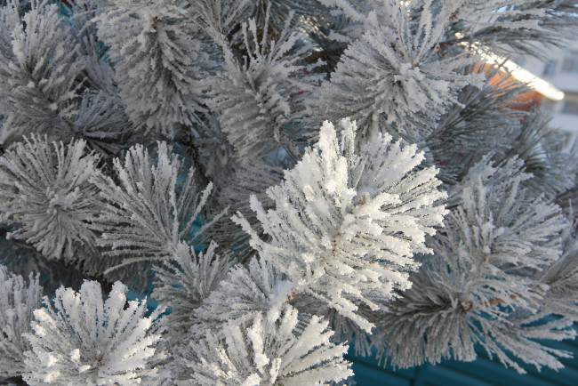 Обои картинки фото природа, зима, иней, хвоя, ветки