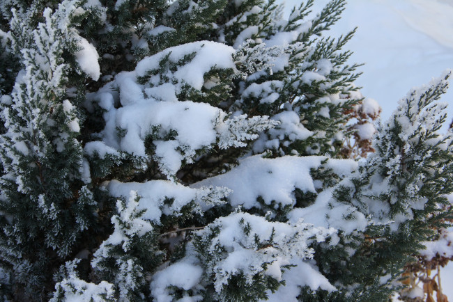 Обои картинки фото природа, зима, растение, снег