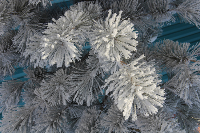 Обои картинки фото природа, зима, ветки, хвоя, иней