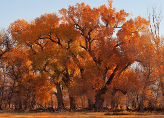 Картинка природа лес осень