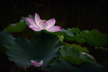 Картинка цветы лотосы цветок