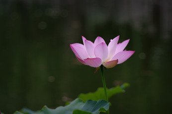 Картинка цветы лотосы цветок