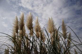 Картинка природа другое камыш