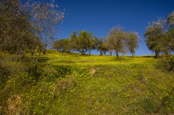 Картинка природа пейзажи поле лес