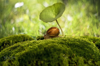 Картинка животные улитки мох боке зонтик макро улитка
