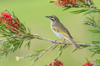 Картинка животные птицы птица ветвь листья ветка