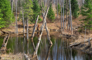 Картинка природа реки озера лес река