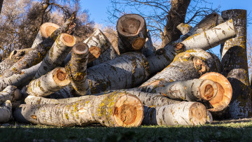 Картинка природа другое дрова