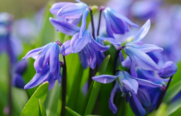 Картинка цветы гиацинты весна макро первоцвет