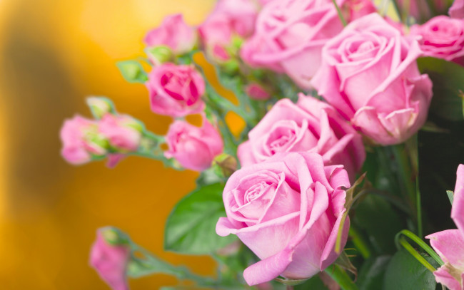 Обои картинки фото цветы, розы, букет, бутоны