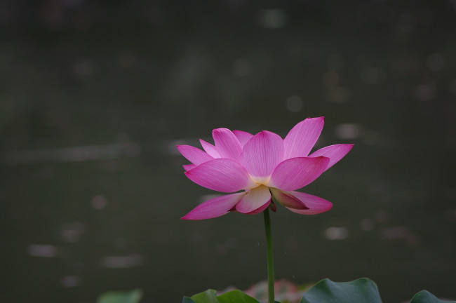 Обои картинки фото цветы, лотосы, цветок