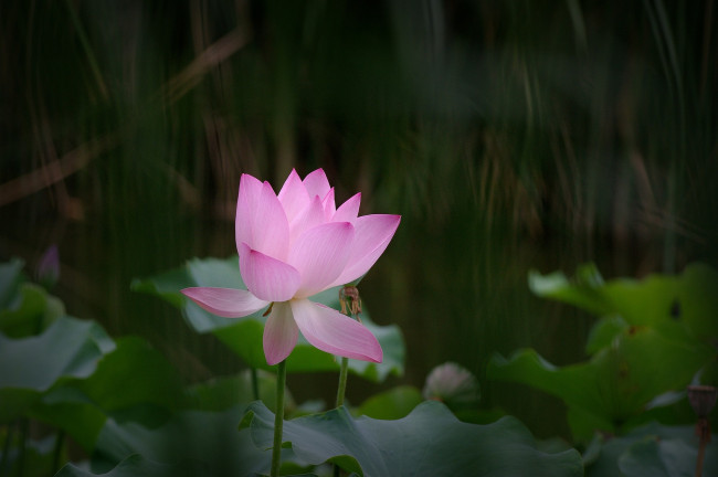 Обои картинки фото цветы, лотосы, цветок