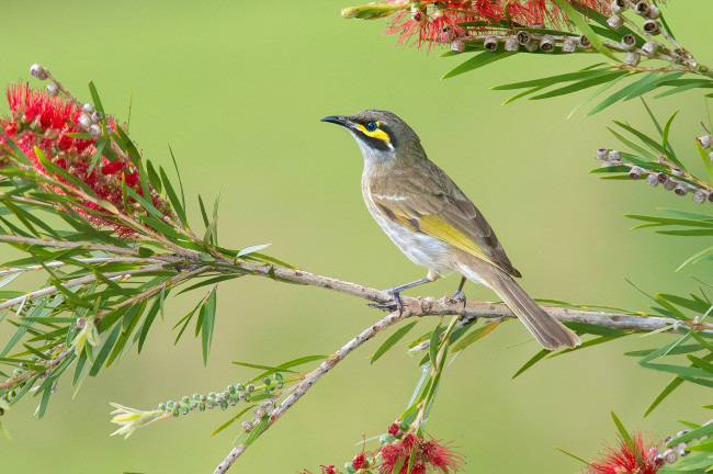 Обои картинки фото животные, птицы, птица, ветвь, листья, ветка