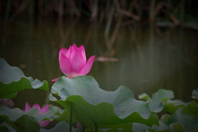 Обои картинки фото цветы, лотосы, цветок