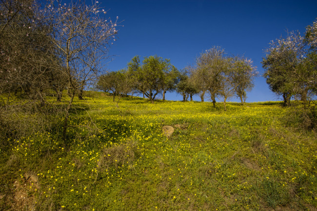 Обои картинки фото природа, пейзажи, поле, лес