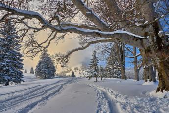 Картинка природа зима снег