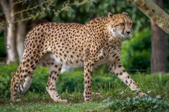 Картинка животные гепарды хищник