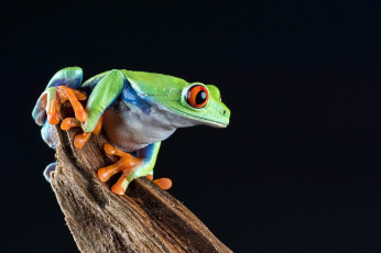 Картинка животные лягушки пресмыкающиеся земноводные лягушка