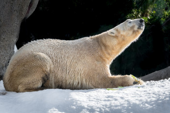Картинка животные медведи хищник