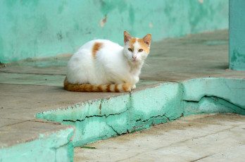 Картинка животные коты кошка фон взгляд