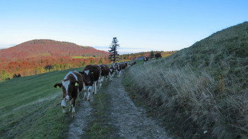 Картинка животные коровы +буйволы дорога