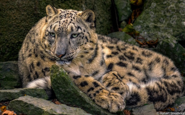 Картинка животные снежный+барс+ ирбис барс