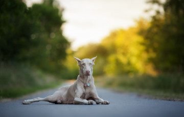 Картинка животные собаки взгляд собака