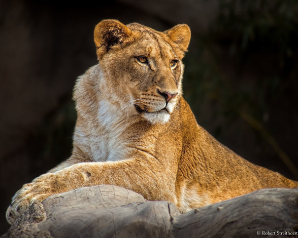 Обои картинки фото животные, львы, львица