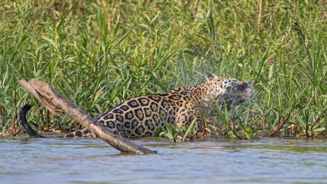 Обои картинки фото животные, Ягуары, отряхивается, брызги