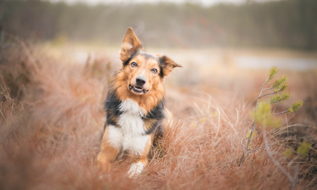 Обои картинки фото животные, собаки, собака, друг, взгляд