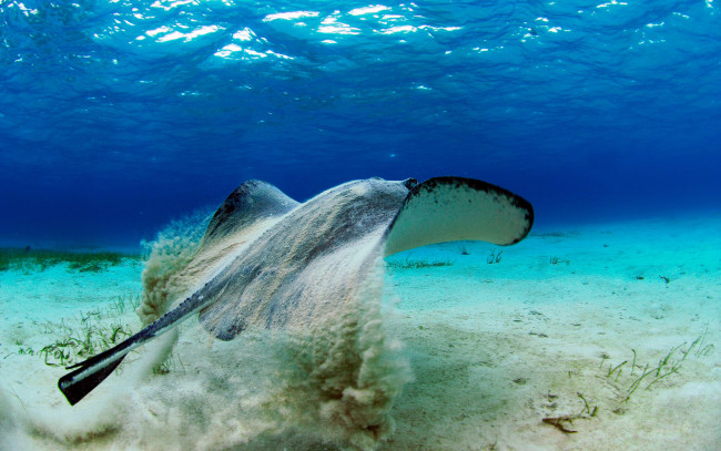 Обои картинки фото животные, рыбы, скат, подводный, мир, вода, глубина, дно, песок