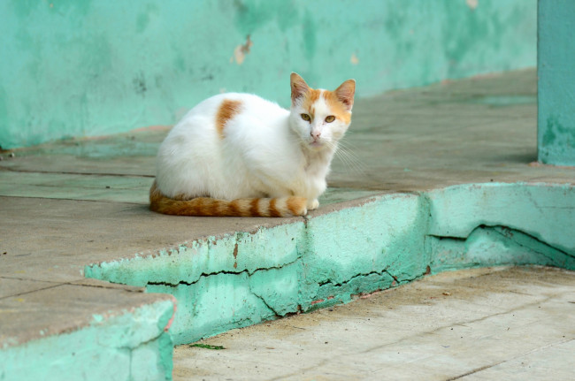 Обои картинки фото животные, коты, кошка, фон, взгляд